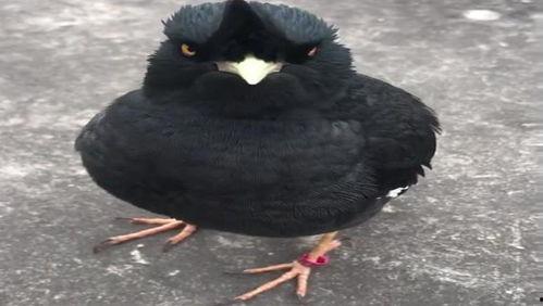 八哥今年爆料视频是真的吗,真相即将揭晓  第2张